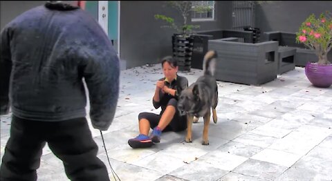 Best Guard Dog Training Step By Step! Tips You Will Watch This Year
