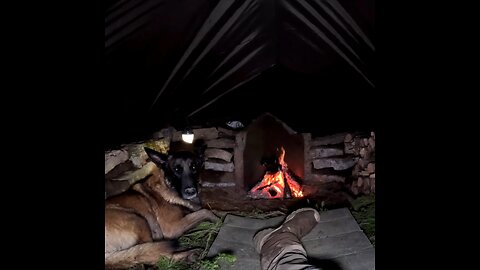 Camping in the Wilderness With My Dog