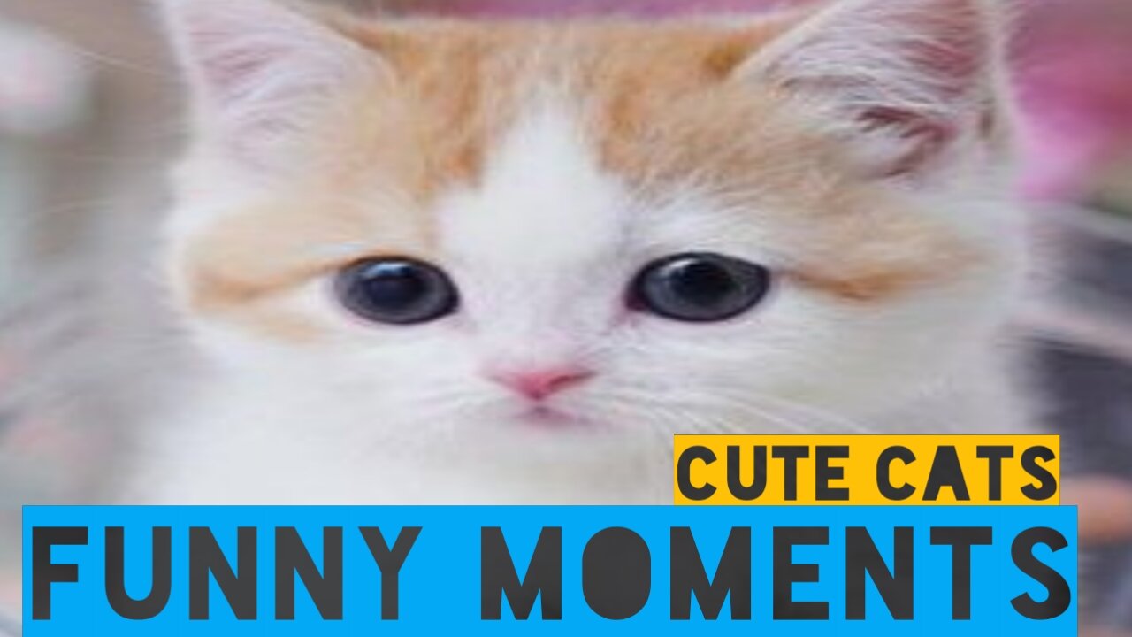 Cats funny moments