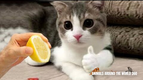 Funny animals 2022 - Cute dogs and cats doing funny things #2