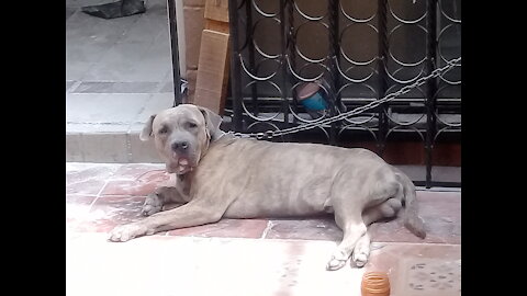 Perro Atrigrado