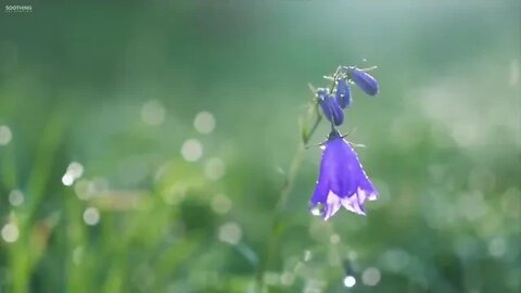 Beautiful Relaxing Music • Peaceful Piano Music & Guitar Music Sunny Mornings by Peder B Helland