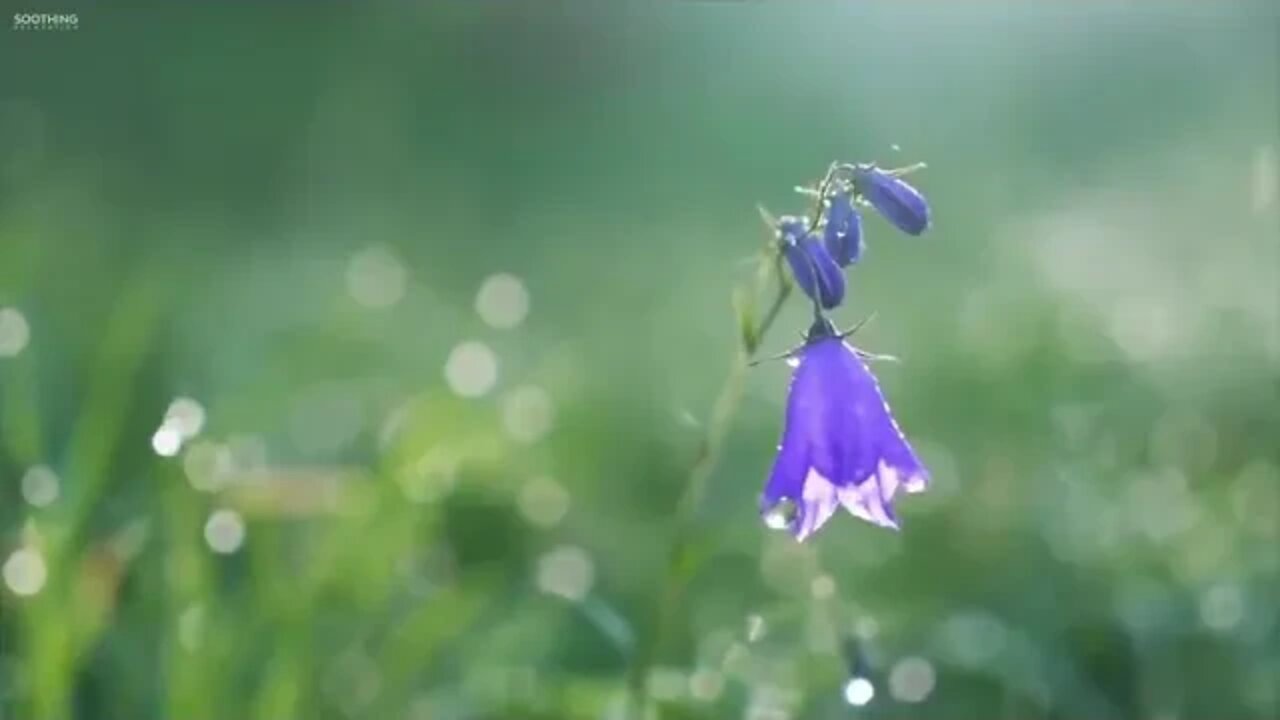 Beautiful Relaxing Music • Peaceful Piano Music & Guitar Music Sunny Mornings by Peder B Helland