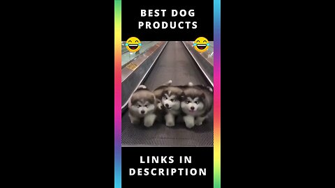 best dog funny dog video