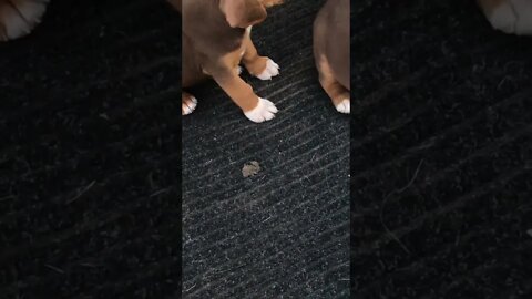 Pup Hey