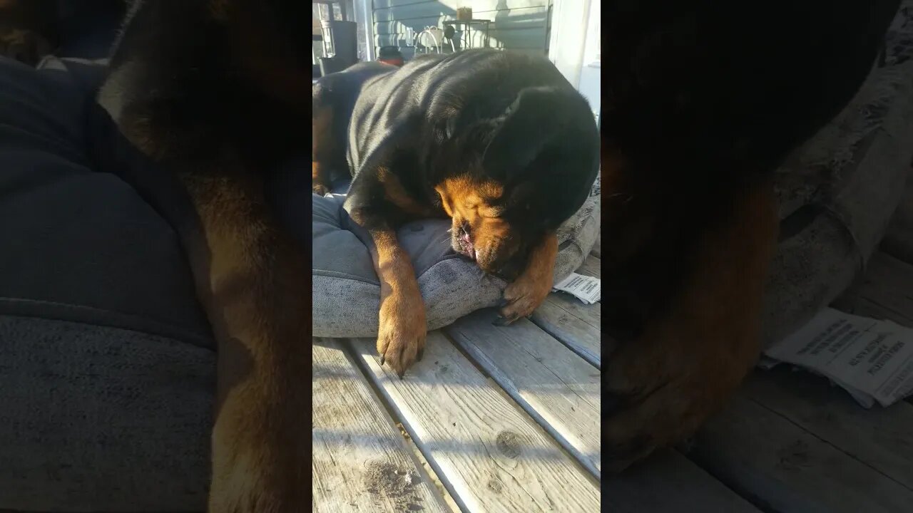 Rottweiler Being Naughty 😓🤣 #rottweiler #shorts