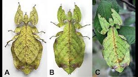 The Incredible camouflage of leaf insects