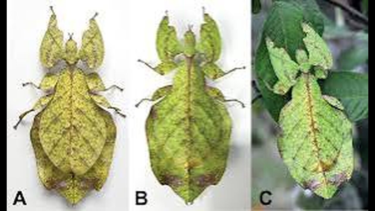 The Incredible camouflage of leaf insects