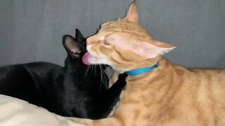 It Will Melt Your Heart! Orange Cat Grooming Black Kitten 😻