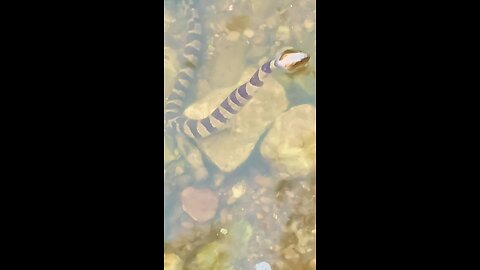 Pretty little brown banded water snake try’s to figure out what human is on pier.