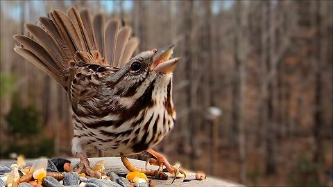 Song Sparrow - Watch before your next bird outing!