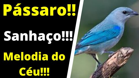 Canto de Violino!!! Pássaro SANHAÇO!!!