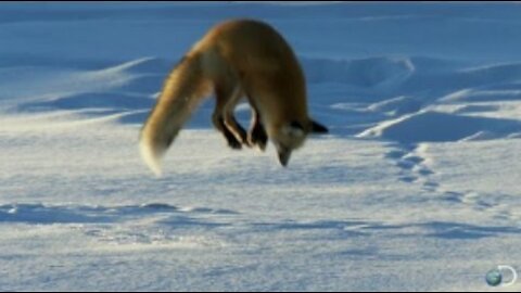 Fox Dives Headfirst Into Snow | North America