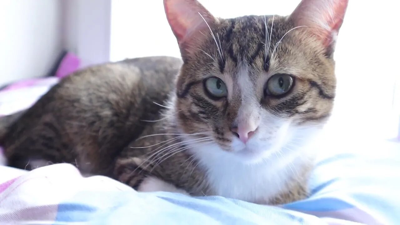 Little Cat Loaf Is Looking for the Warmth of the Sun