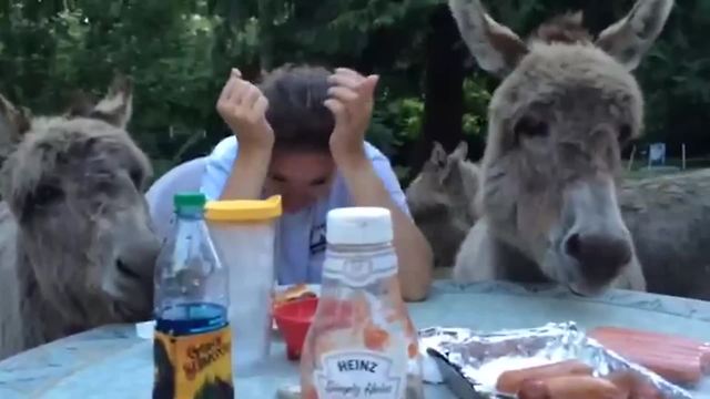 Three Donkeys Join Woman At Picnic Table