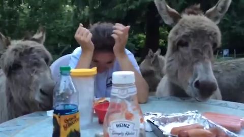 Three Donkeys Join Woman At Picnic Table