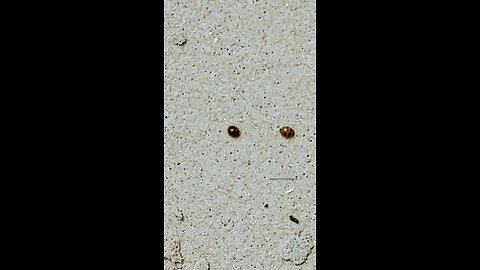 2 Ladybugs 🐞 at the beach ⛱️