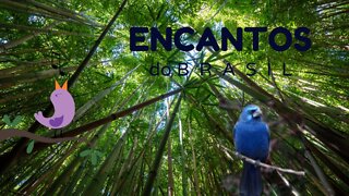 🐦🐦 O CANTO DO AZULÃO DO NORTE 🐦🐦