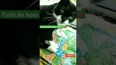 Gato brincando com a cobra. Gato Bartolomeu Tunico brincadeira de cobra😸😸