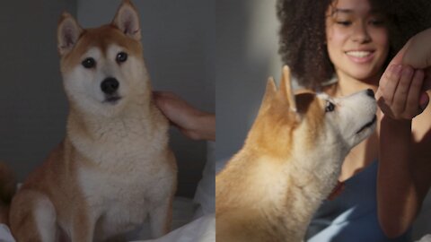 Cute dog kissing my hand