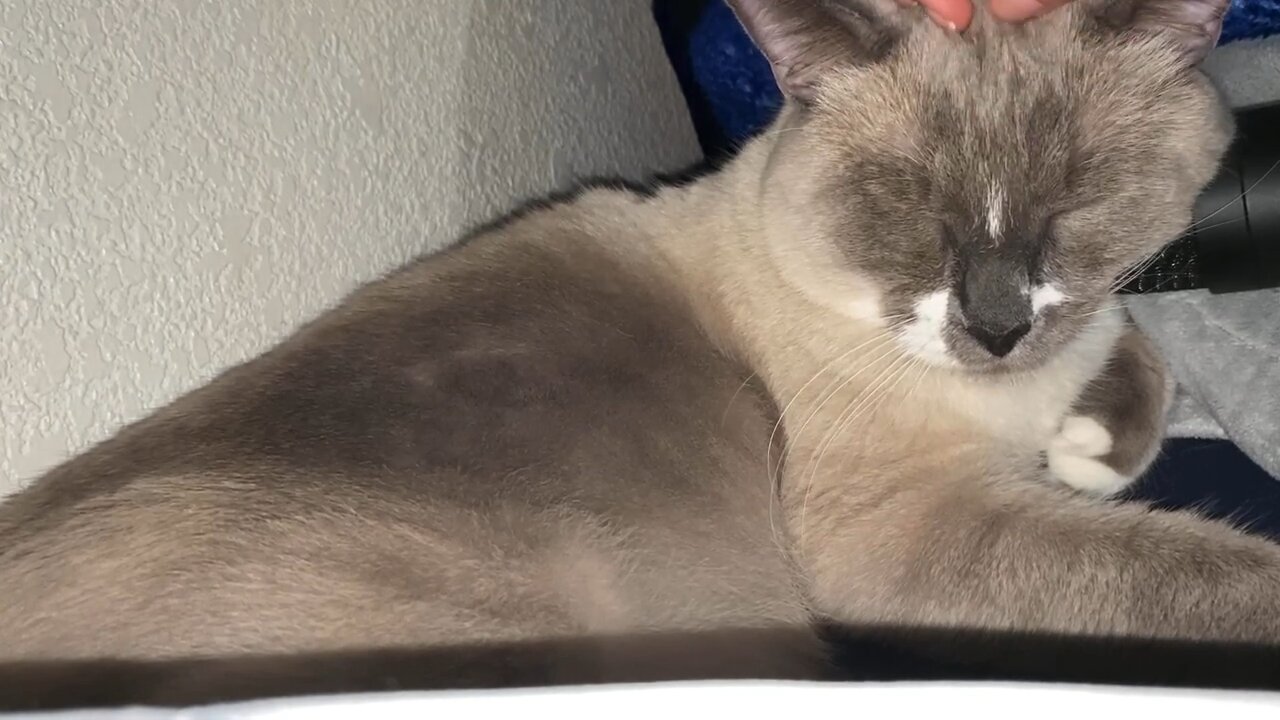 ASMR | Let Your Anxiety Melt Away With Cat Purring, Scratching, Visual Triggere