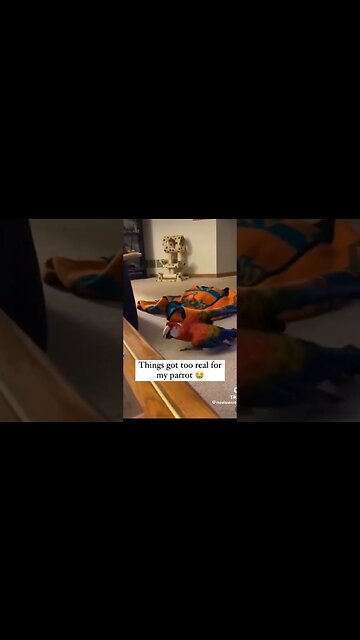 Things got too serious for this parrot #funny #pets