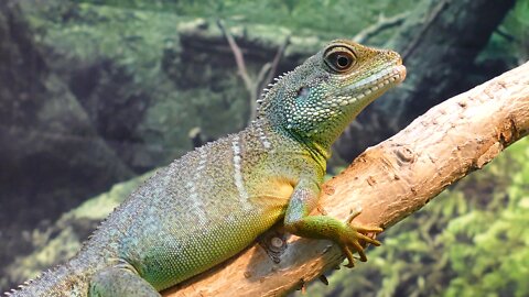 Water Dragon Lizard Chinese Physignathus
