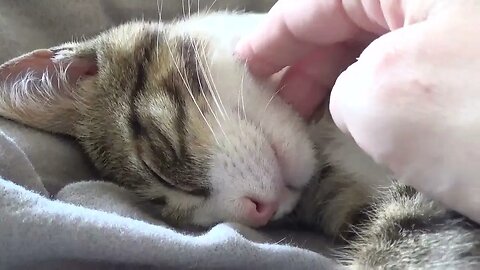Baby Cat Loves Sleeping on His Head