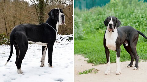 THE GREAT DANE Dog Video 206 - Great Dane Compilation - Tallest Dog in The World