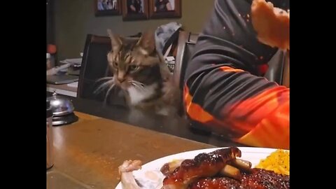 Smart Cat!
