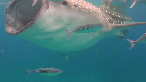 The Best 8K ULTRA HD Sea Animals for Relaxation & Calming Music 432 hz Healing Frequency #432hz