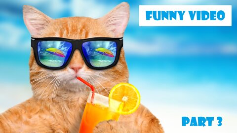 Funny Cats and Dogs - Cute and Adorable - Funny Animal Videos - Viral 2022 Videos, Part-3