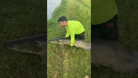 Devolvendo o Peixe para a Lagoa #shorts