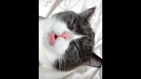 Cat Sleeping #ytshorts #shorts #PetpupFun
