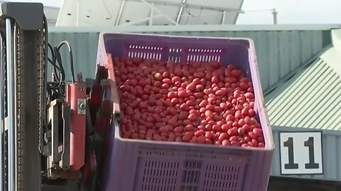 Unas 120 toneladas de tomates están listas para ser lanzadas en la tradicional tomatina de Valencia