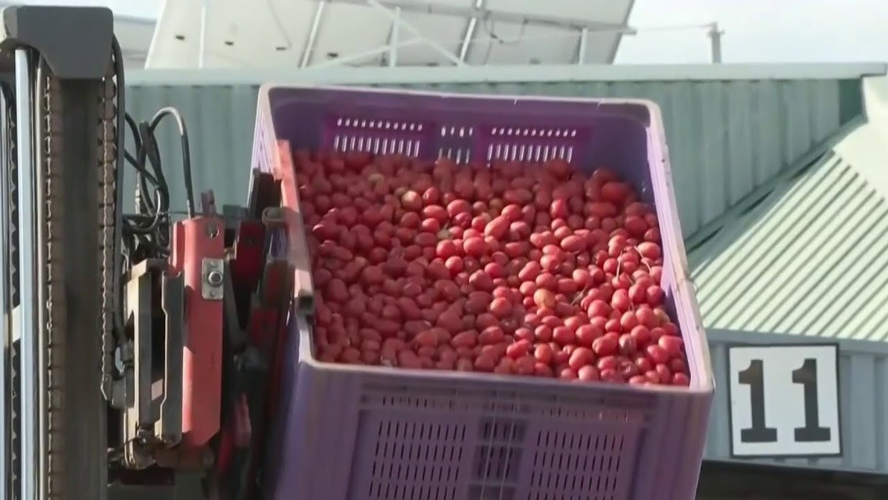 Unas 120 toneladas de tomates están listas para ser lanzadas en la tradicional tomatina de Valencia