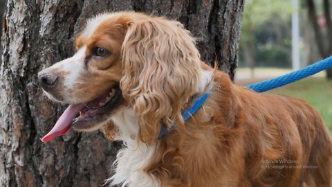 Small brown dog in nature