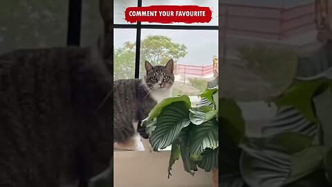 Funny Cats and Funny Dogs Video Compilation😂😂You Laugh You Lose Ep