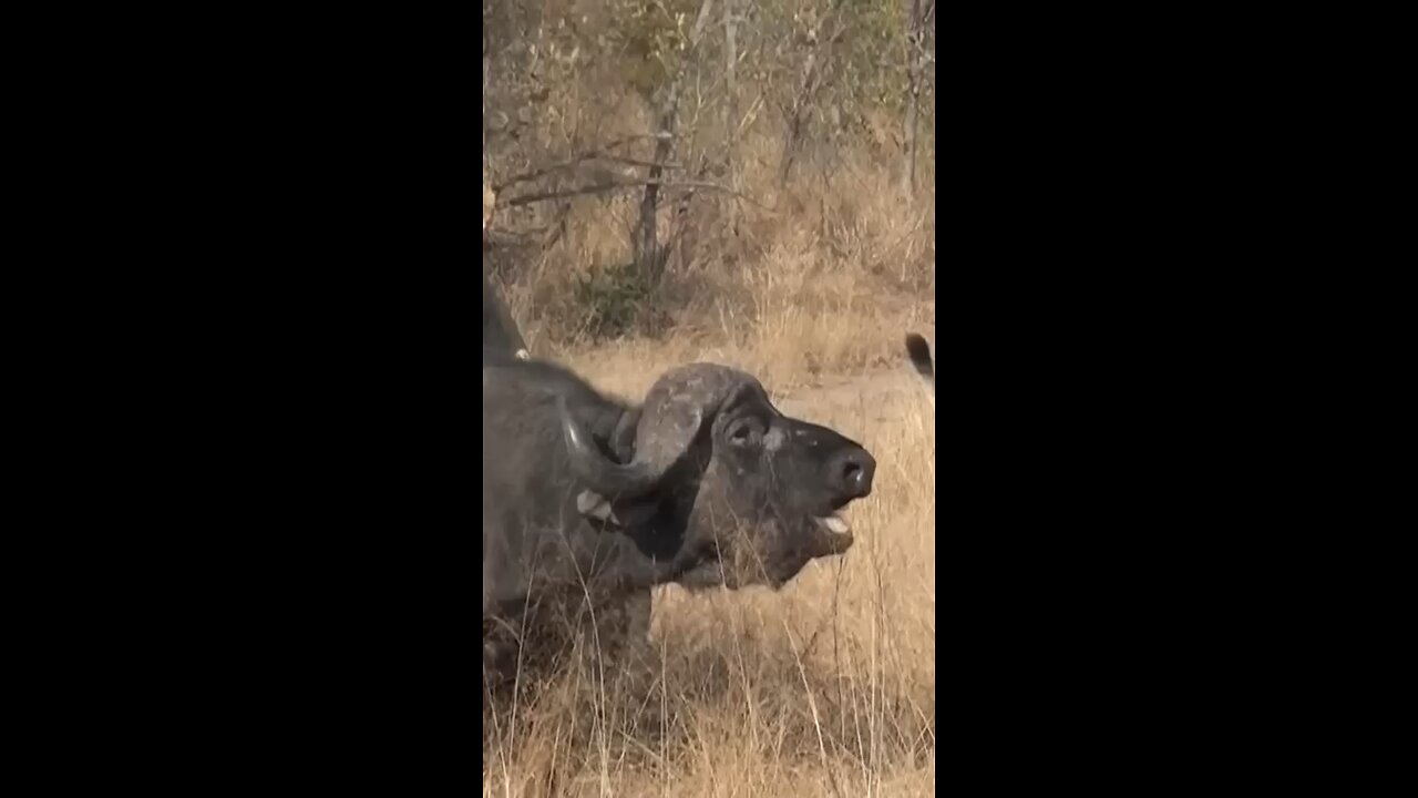 3 Lions Bring Down Buffalo