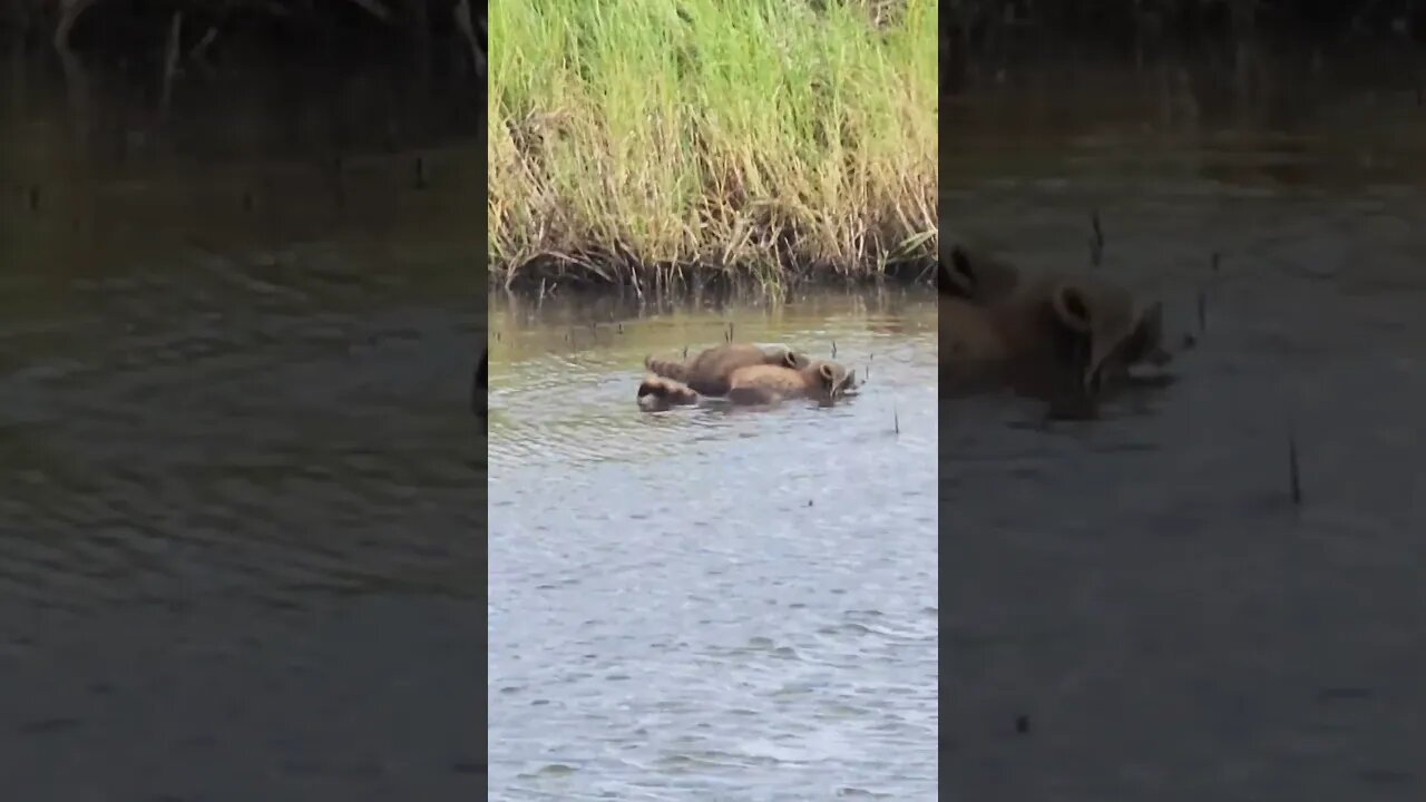 Louisiana Marsh Raccoons! #redfish #fishing #fish #flyfishing #fishingfanatics #shorts #funny
