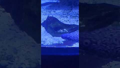 lion fish and eel pineknollshores aquarium #atlanticbeach