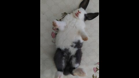 Cute cute rabbits