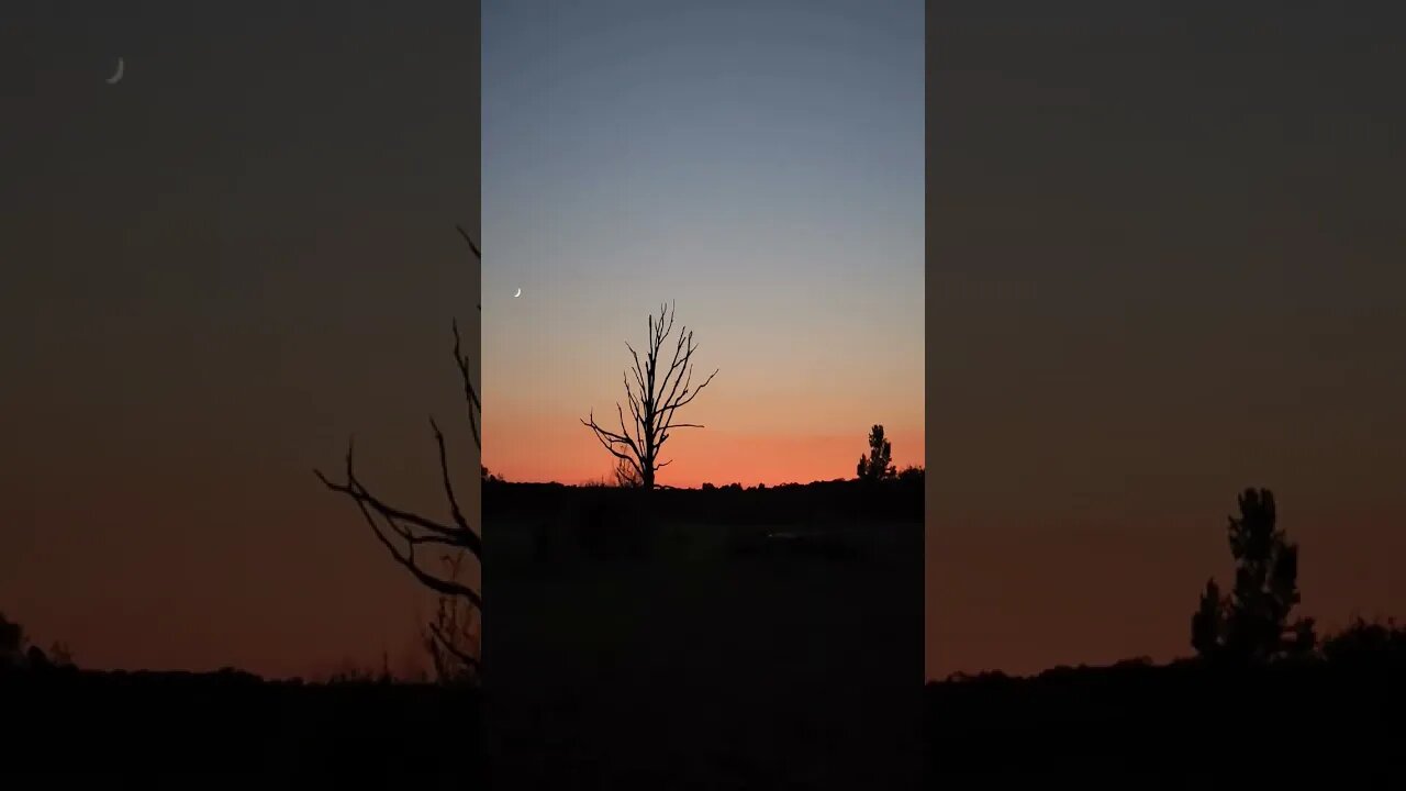 it is so dreamy this evening #homestead #farm #video #farmlife #duck #shorts #sunset #dusk