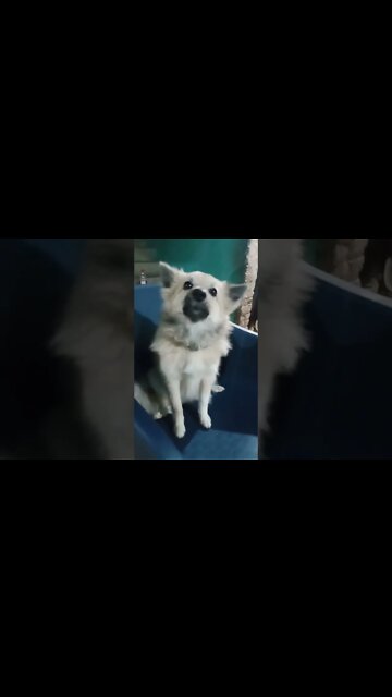 Best Funny Cute Dogs Viral Clips😹|| Best #funny Dogs #shorts Video😂|| #trending #animals #reels