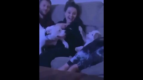 #shortscatsvideos #shorts cats videos #shortspetsvideos #shortspetsvideos #shortsanimalsvideos