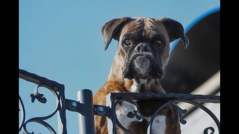 How To Teach Your Dog Guard Skills Training 101