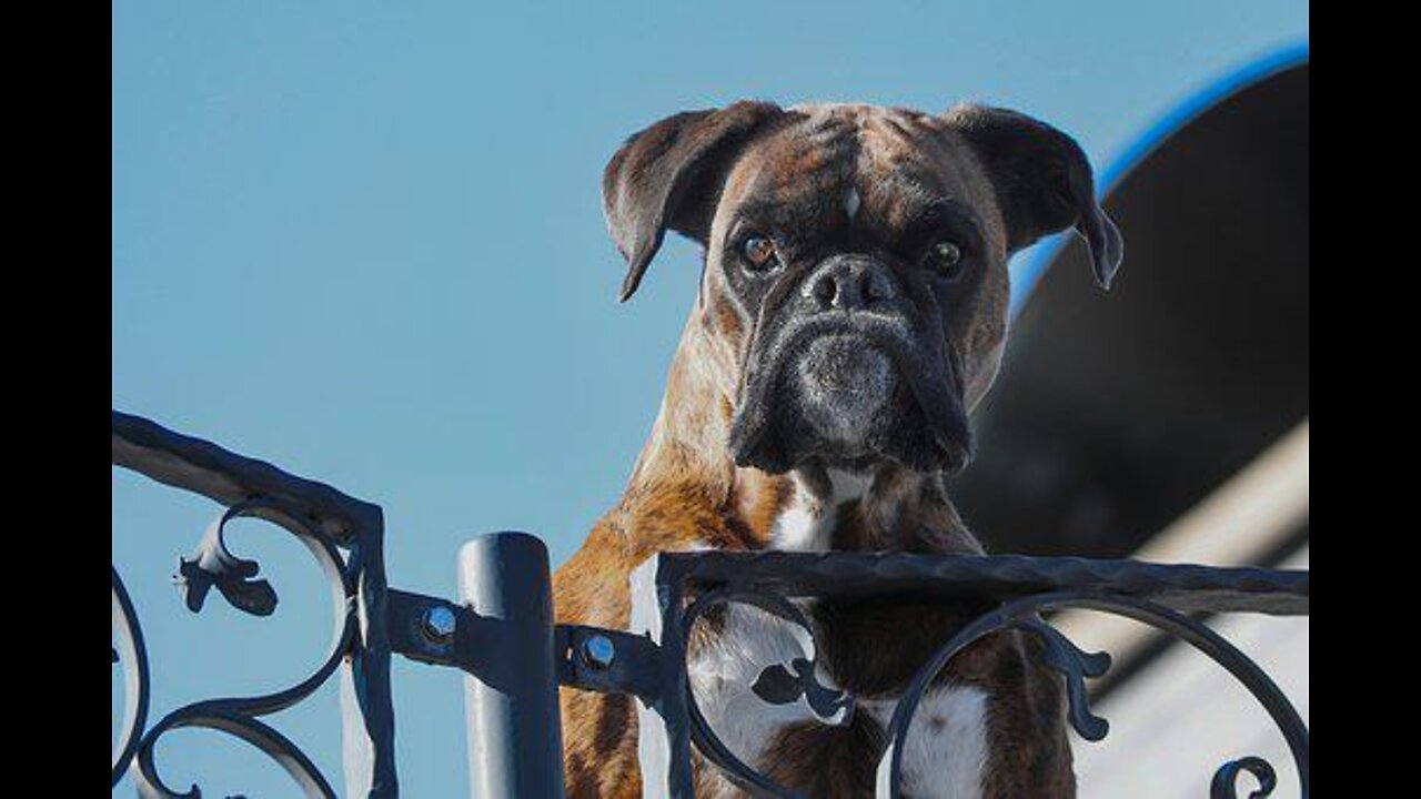 How To Teach Your Dog Guard Skills Training 101