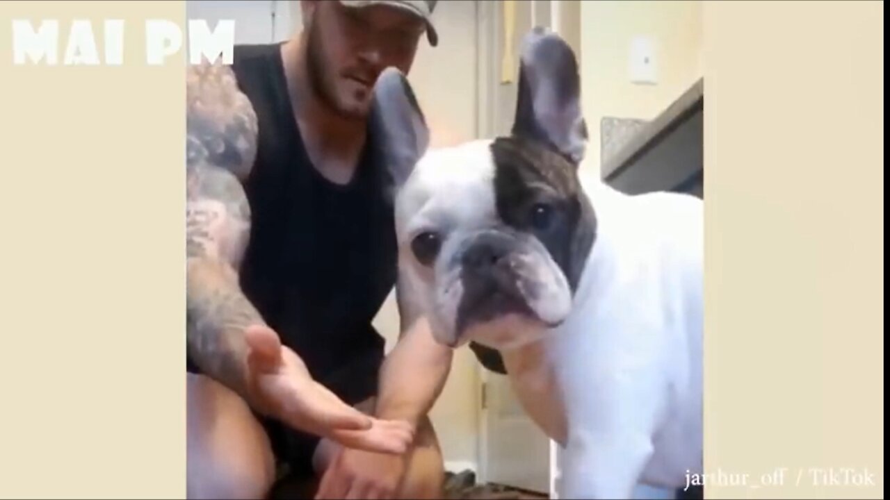 Funniest and cute dog videos 2021