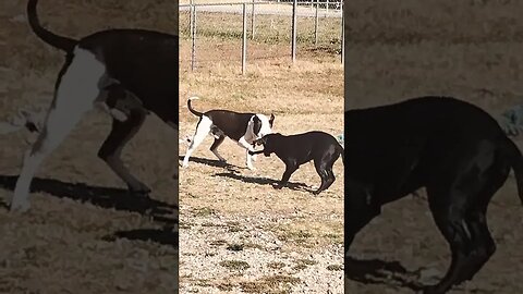 spending Thanksgiving chilling w my puppies #pitbulls #bullies #showmeyourpitties
