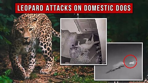 Habitat Destruction: Leopards Attacking Domestic Dogs